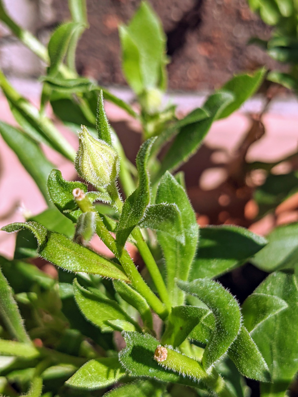 Osteospermum buds - new African Daisy flowers on the way