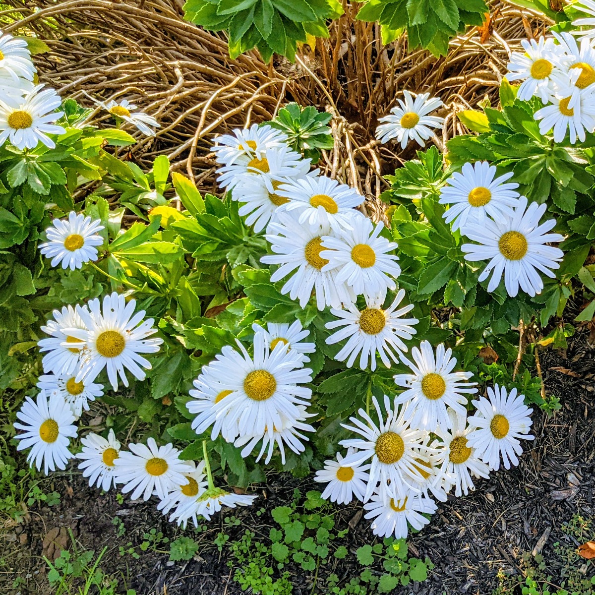 Perennial daisies in my bff's garden - I believe these are Montauk Daisies / Nippon Daisies.