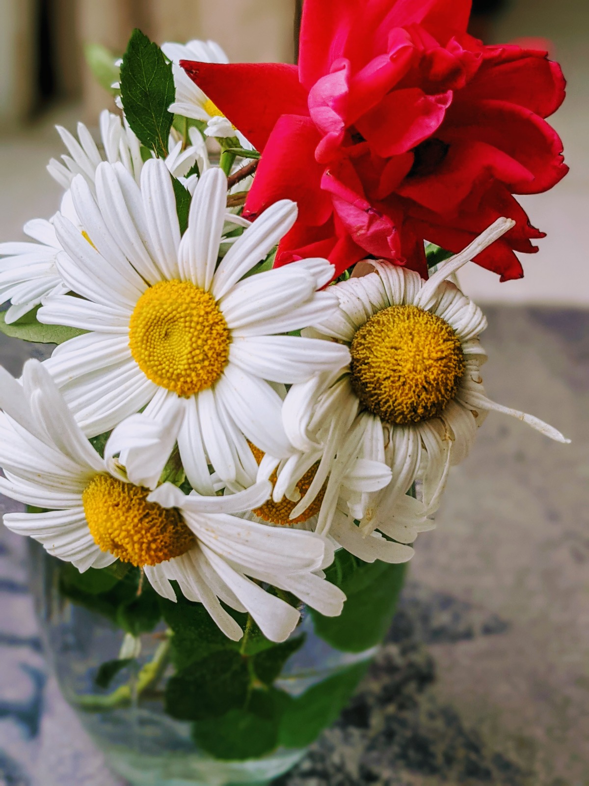 Perennial daisy and rose bouquet my friend's son gave me in 2021