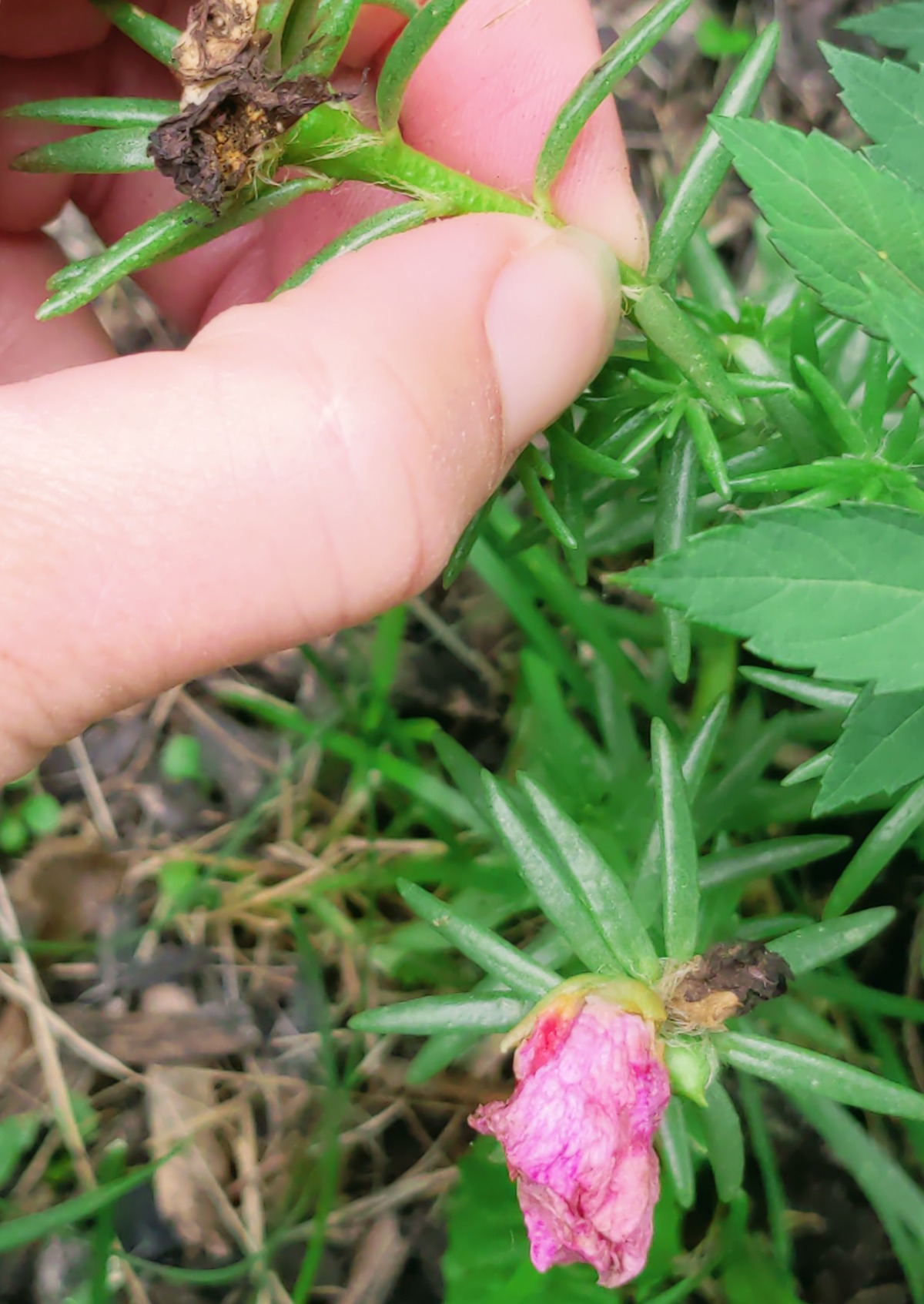 Pinching Portulacas for Deadheading purposes