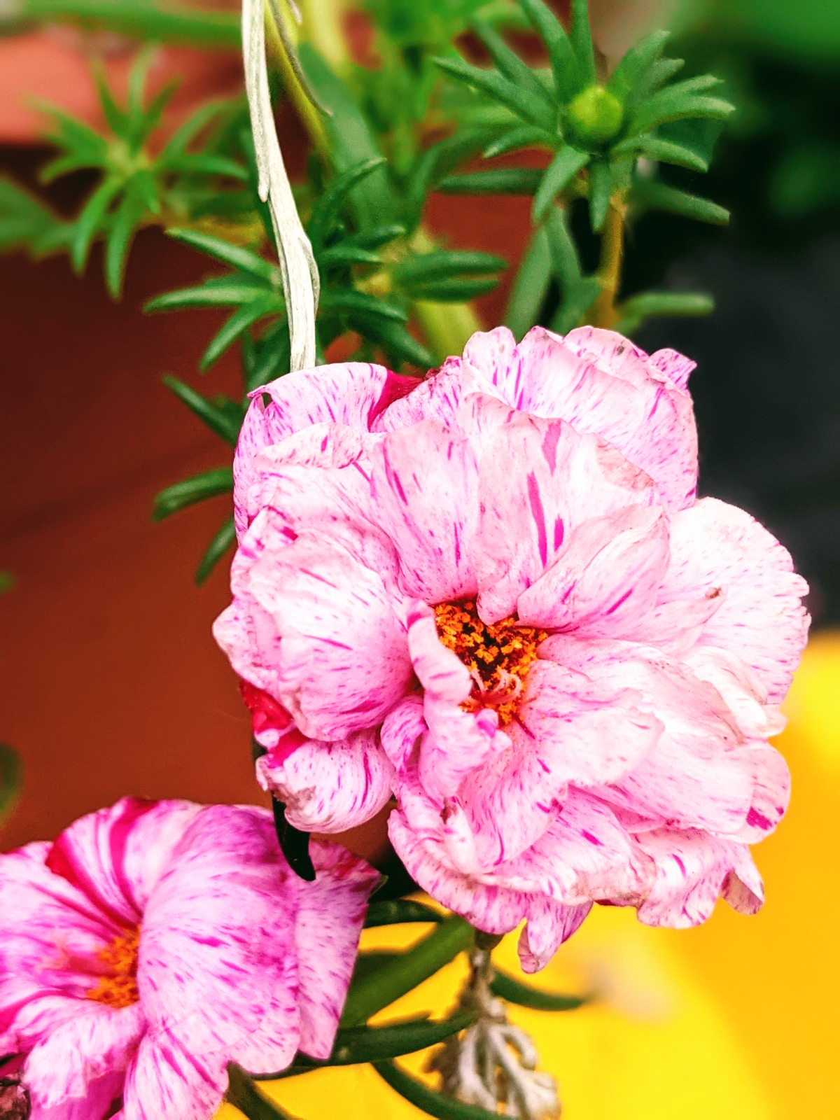 Leggy pink moss rose (Peppermint Sundial variety) proved to be a great choice for Portulaca propagation.