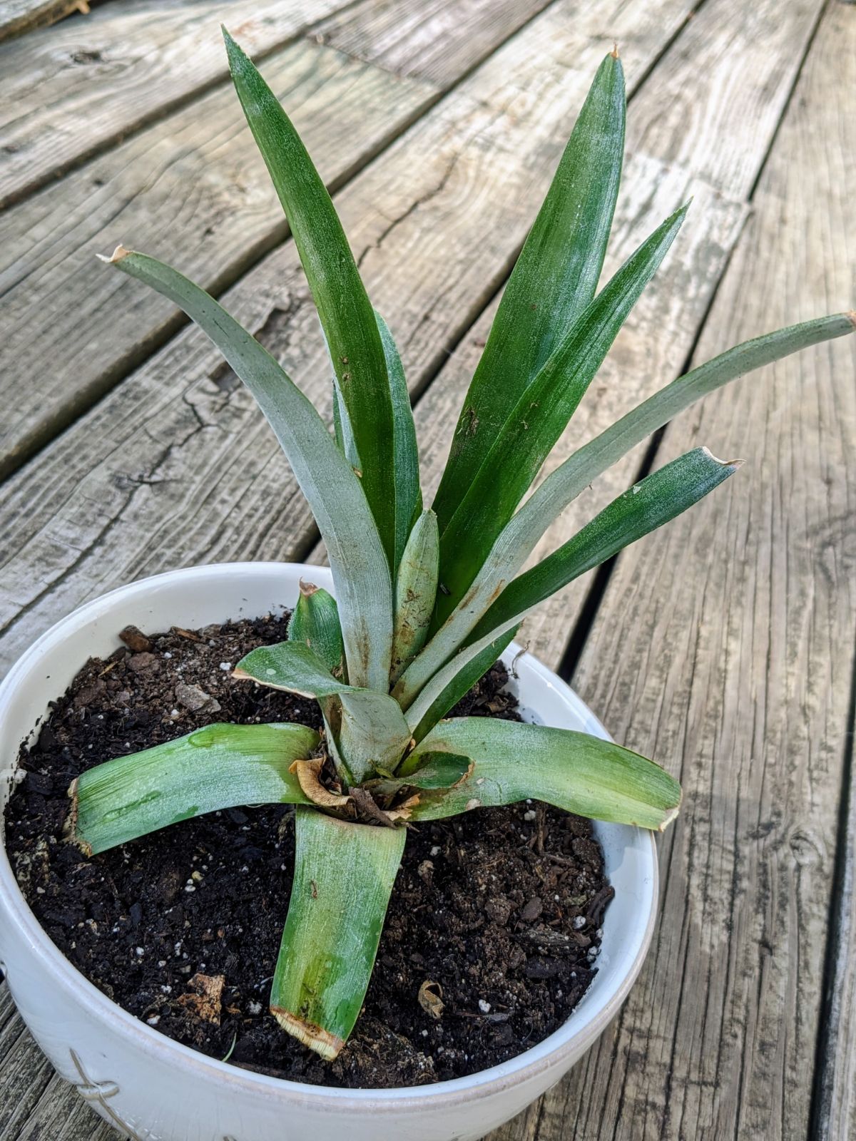 A planted pineapple top growing in a white ceramic pot outside on the deck