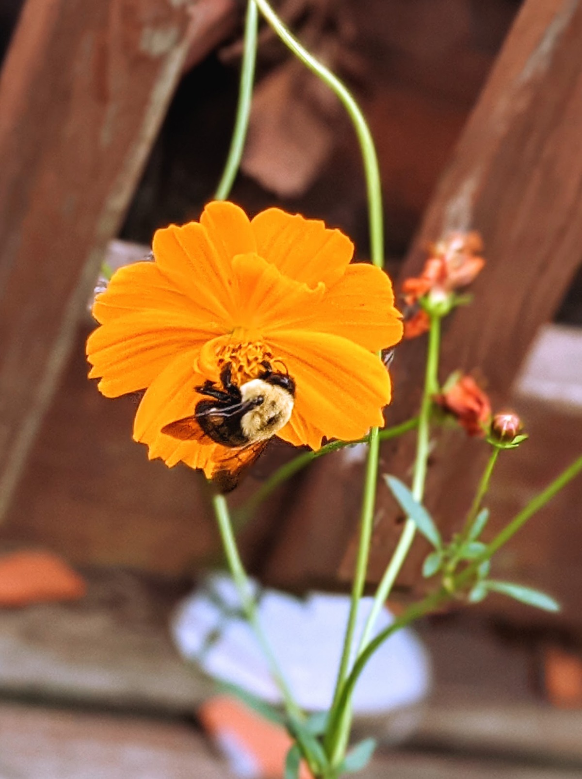 Check out this pollinator magnet orange cosmos flower