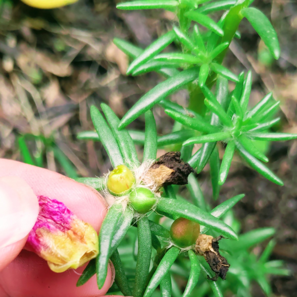 Portulaca deadhead seed pod and new bud side by side