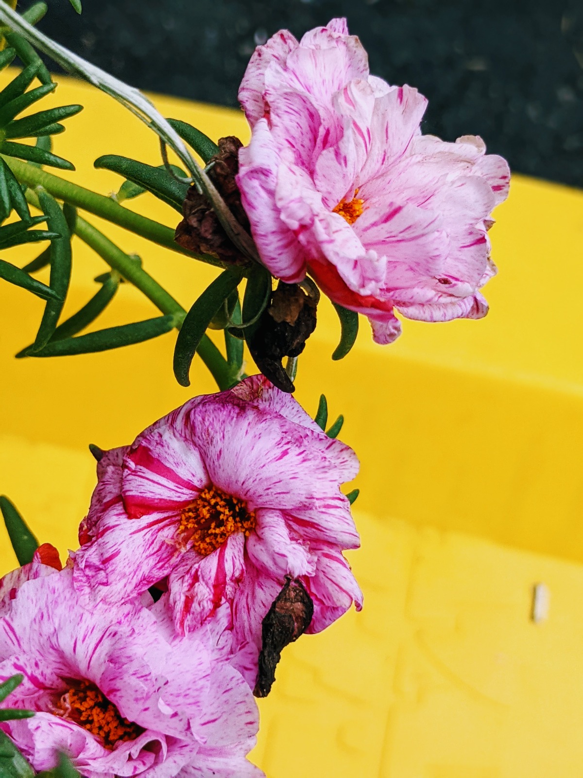 Portulaca Peppermint Sundial Plant