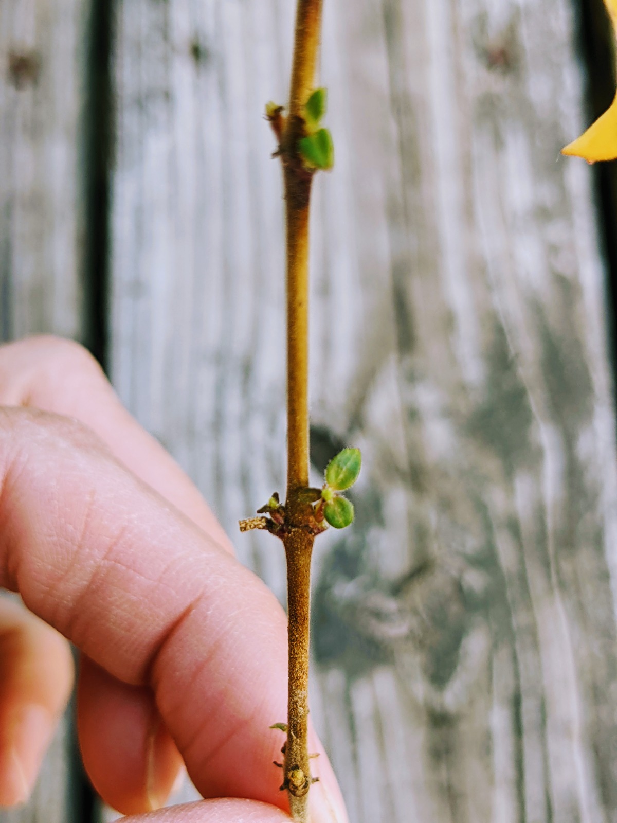 Fuchsia cutting with roots starting