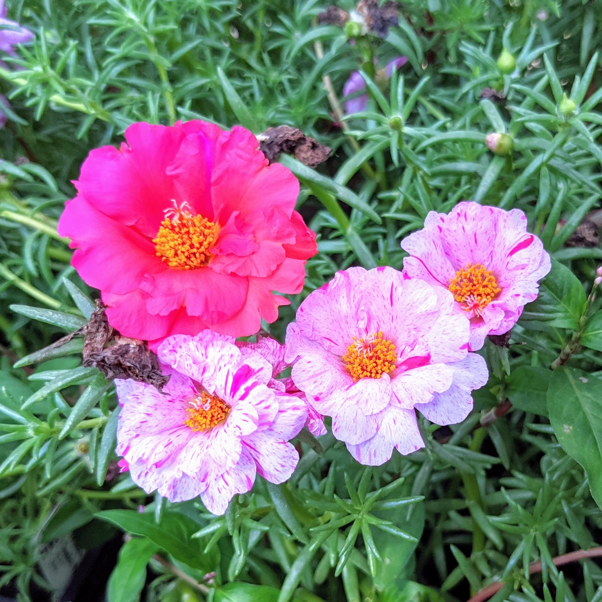 Lovely peppermint sundial pink moss rose - Try Propagating Portulaca for more beautiful, semi-succulent flowers in your garden.