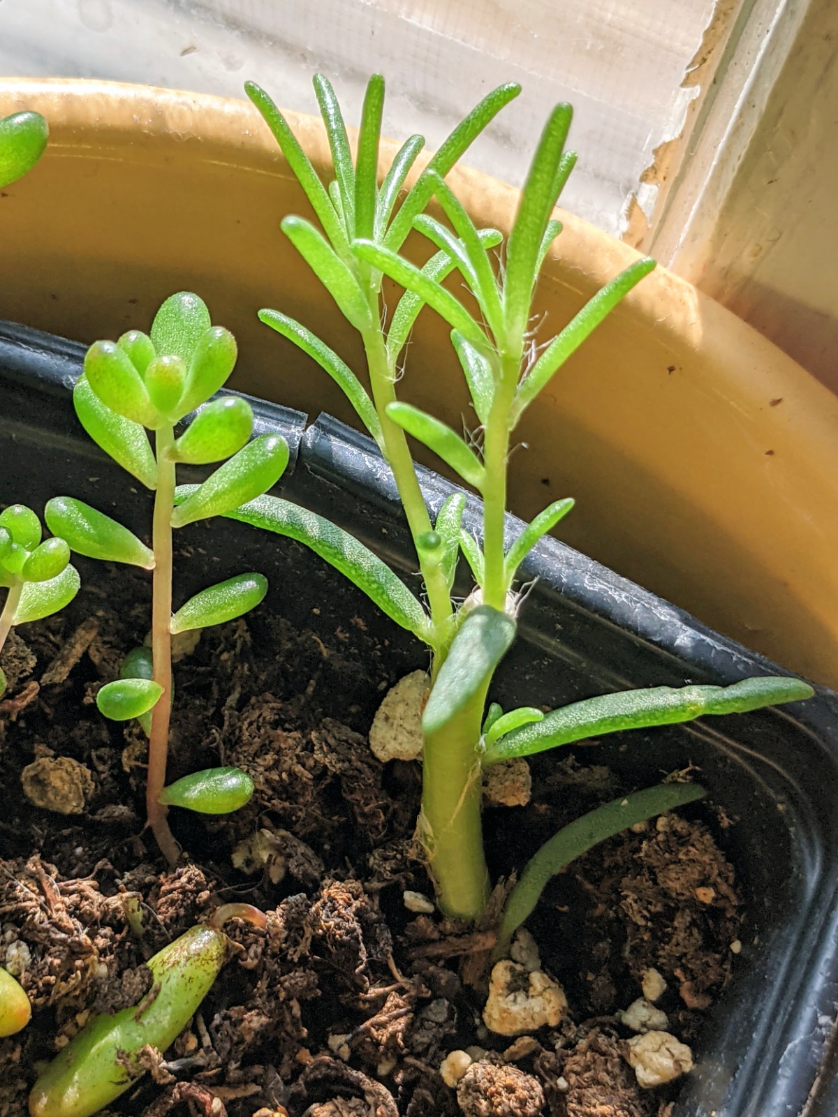 New growth came fast when propagating Portulaca in my kitchen window.