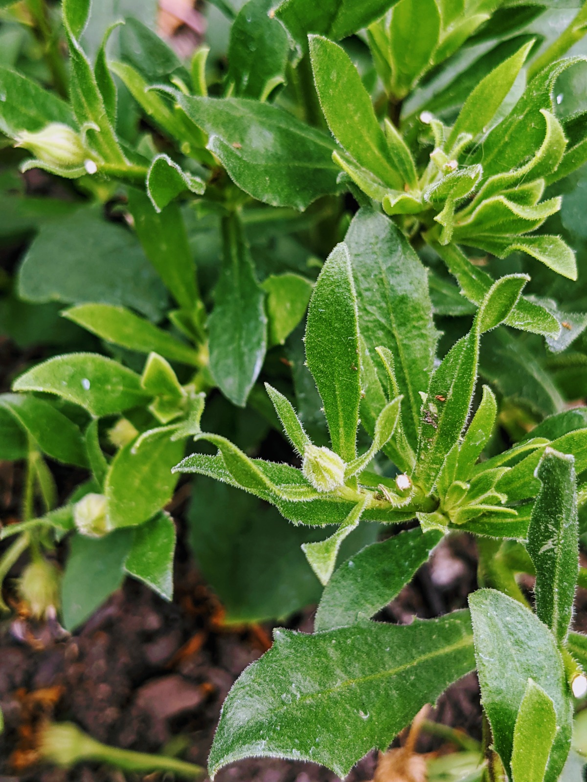 Pruning African Daisies - Osteospermum after deadheading in the summer