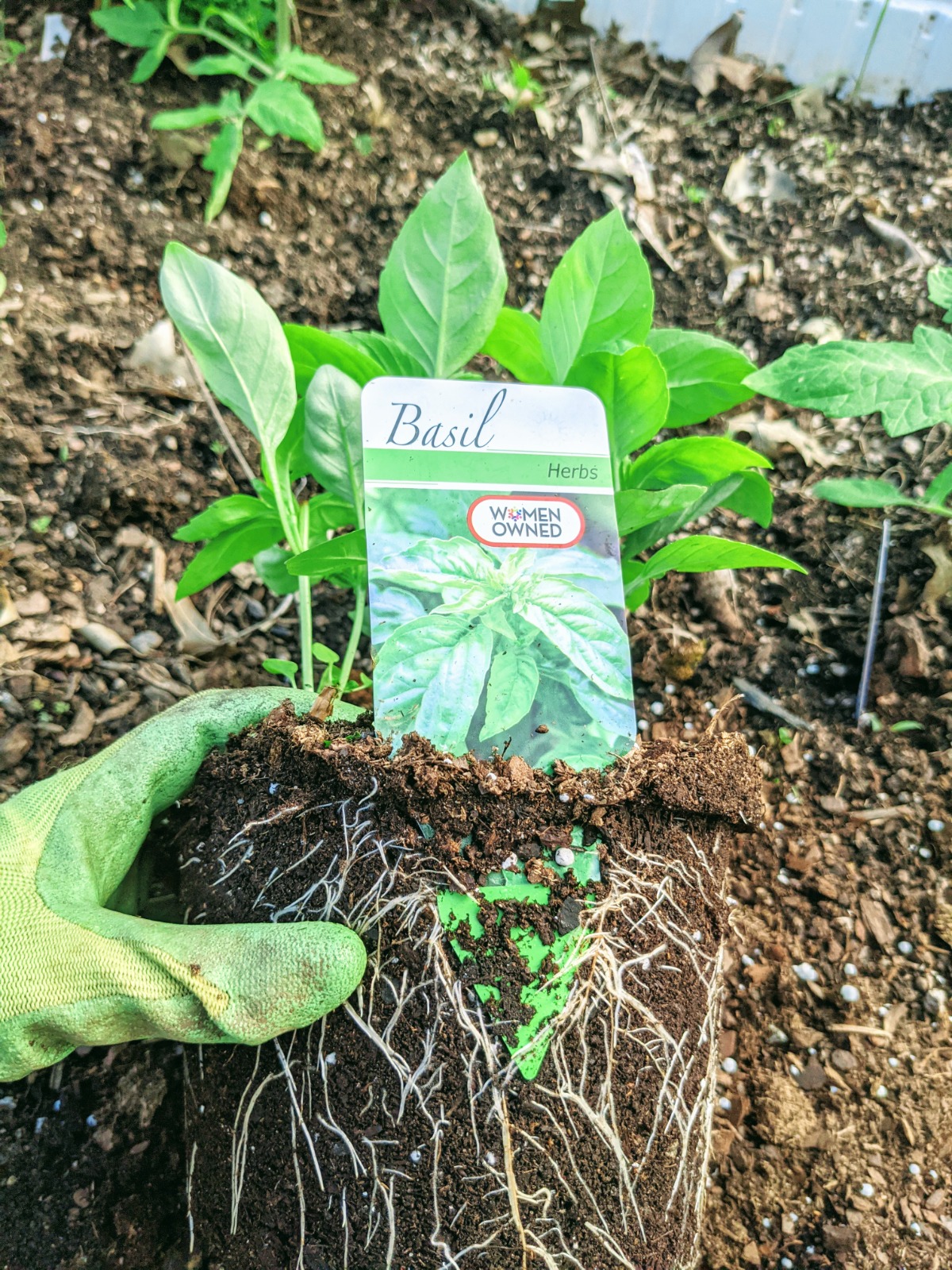 Replanting Basil Plants in the garden - Green garden glove hand holding basil plants with roots showing.