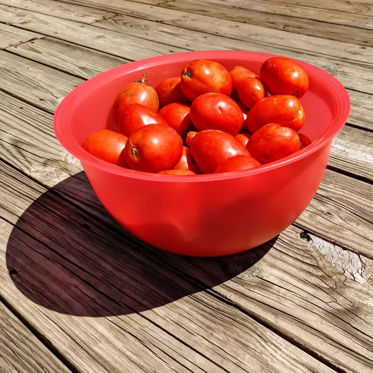 Roma tomato harvest in a big, red bowl outside on the deck