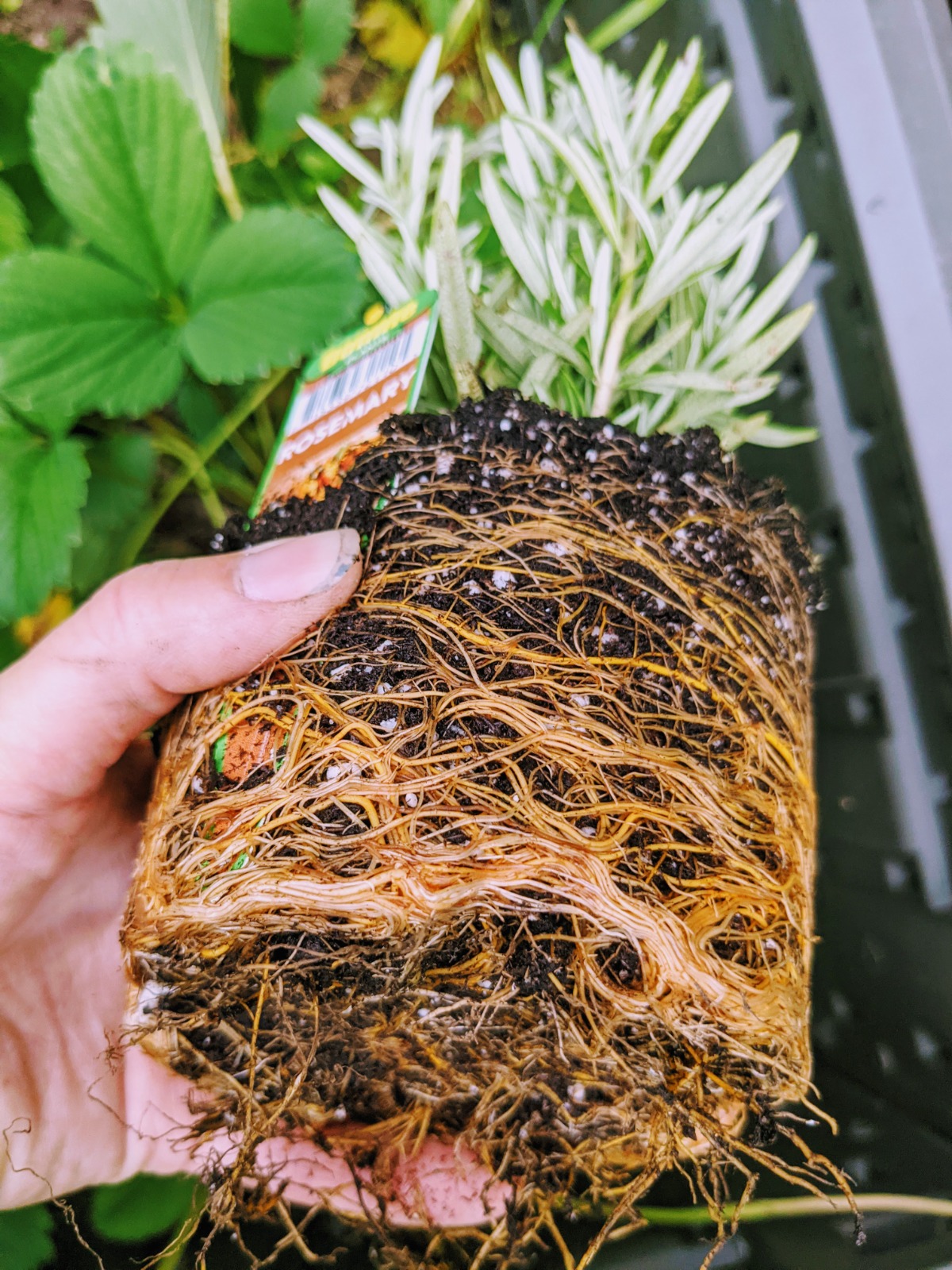 Remove Rosemary plant from the container and check the roots.