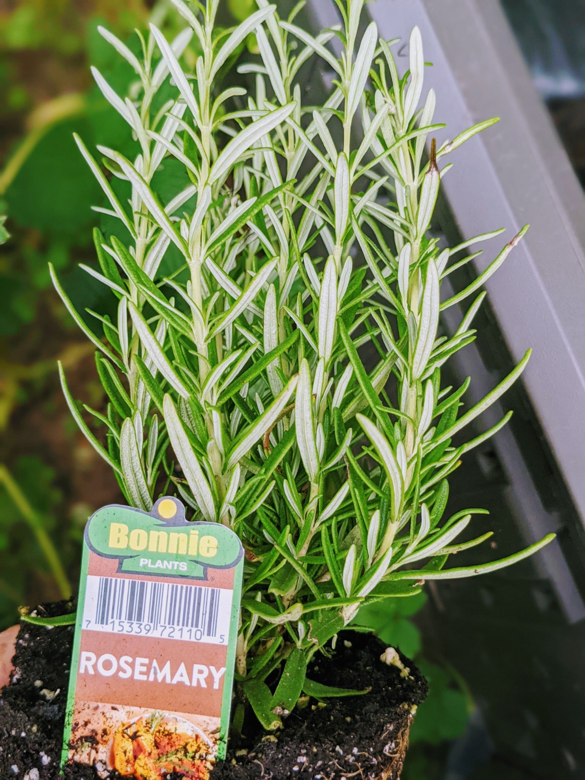 Rosemary plant ready for the garden