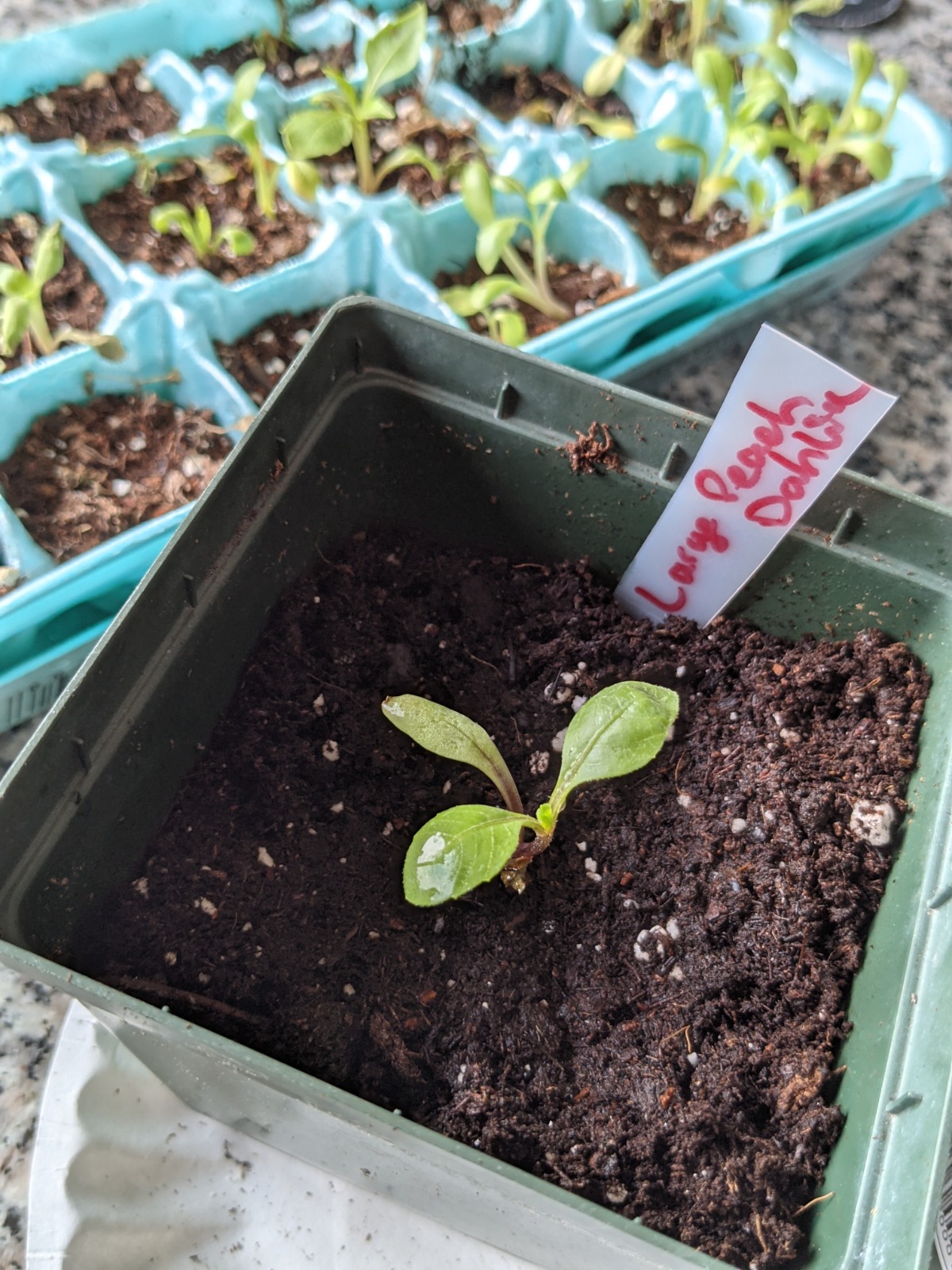 Seedling Plant Tags for Peach Dahlia