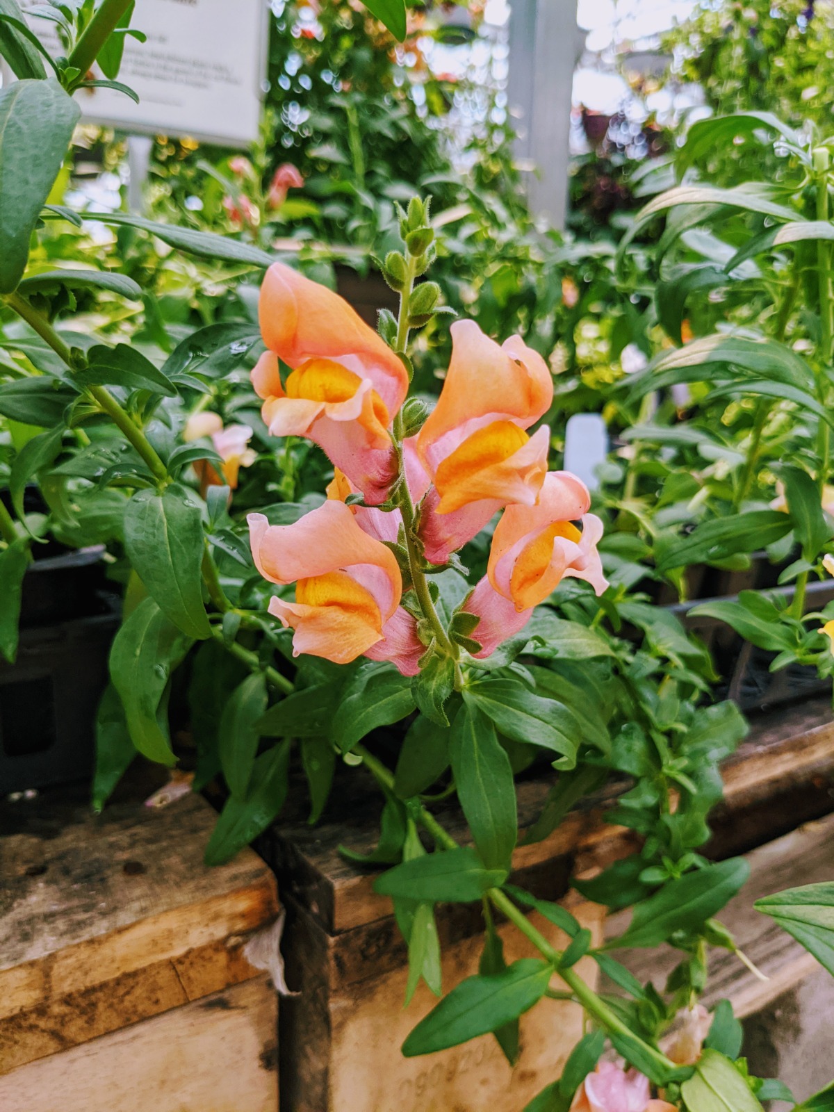 Orange Pink Bronze Snapdragons