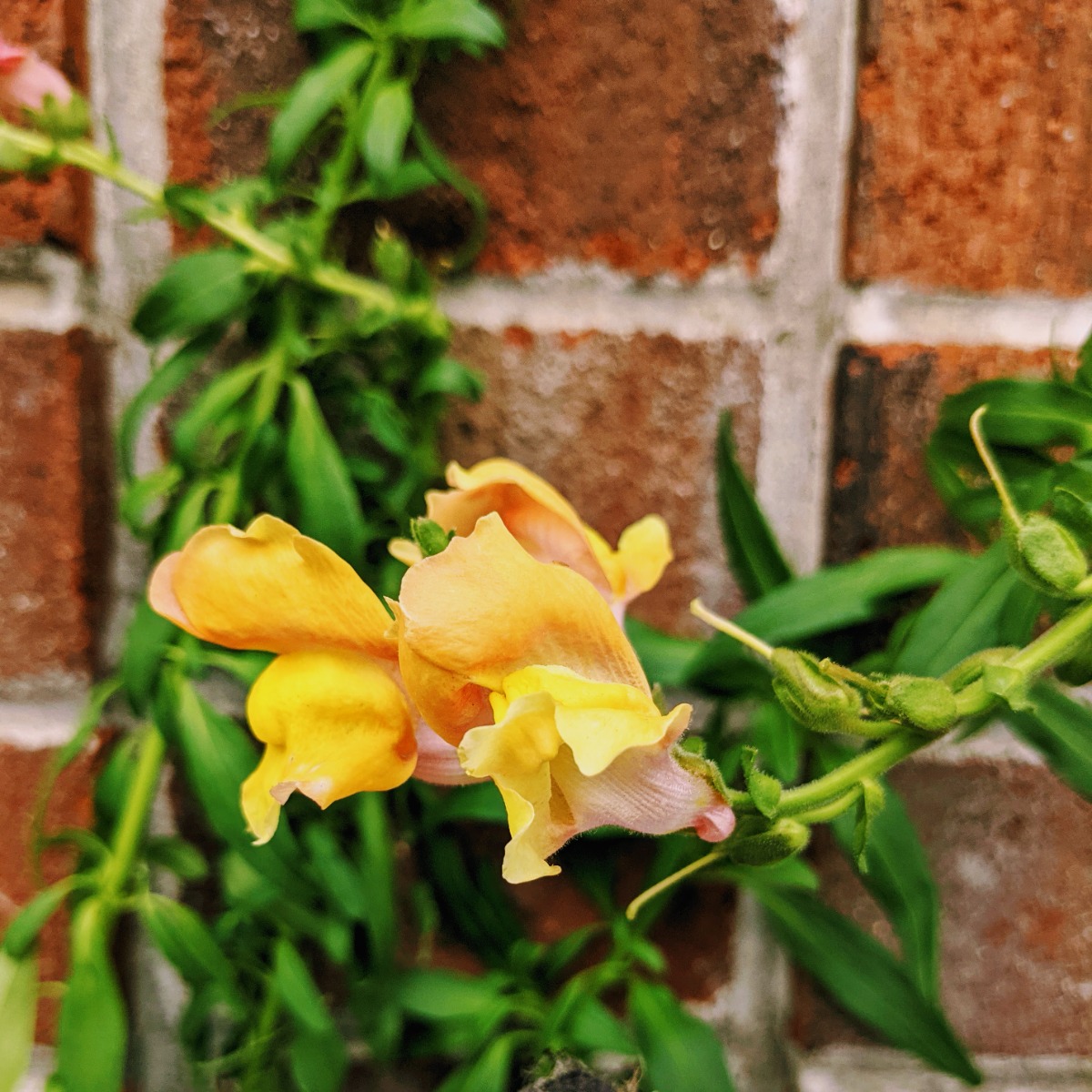 Are Snapdragons Perennials or Annuals? Pretty bronze snapdragons