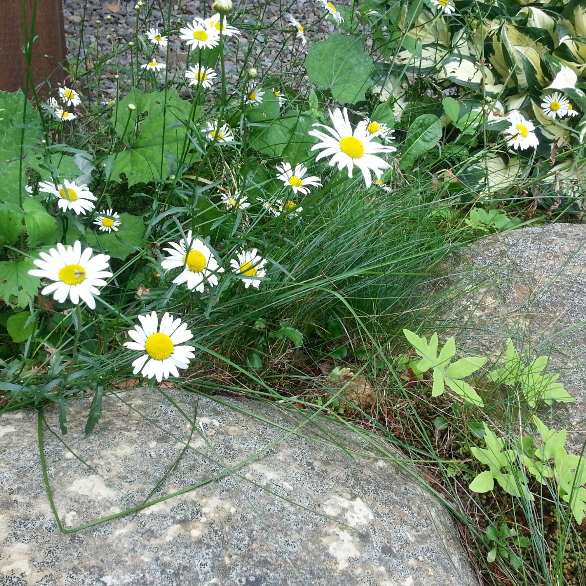 Suspected Oxeye daisies in the Adirondacks of New York