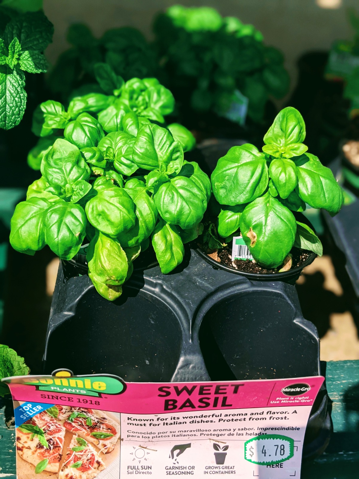 Sweet Basil Plants for sale