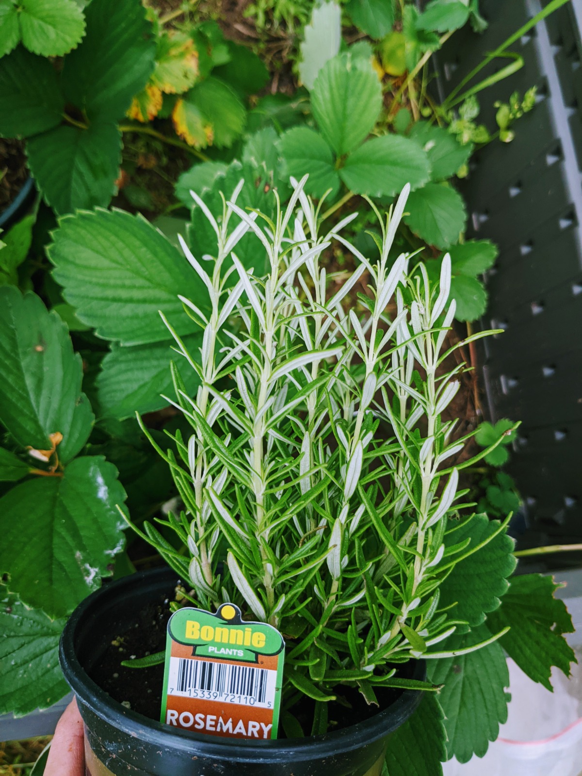 Learn how to transplant rosemary in the garden!