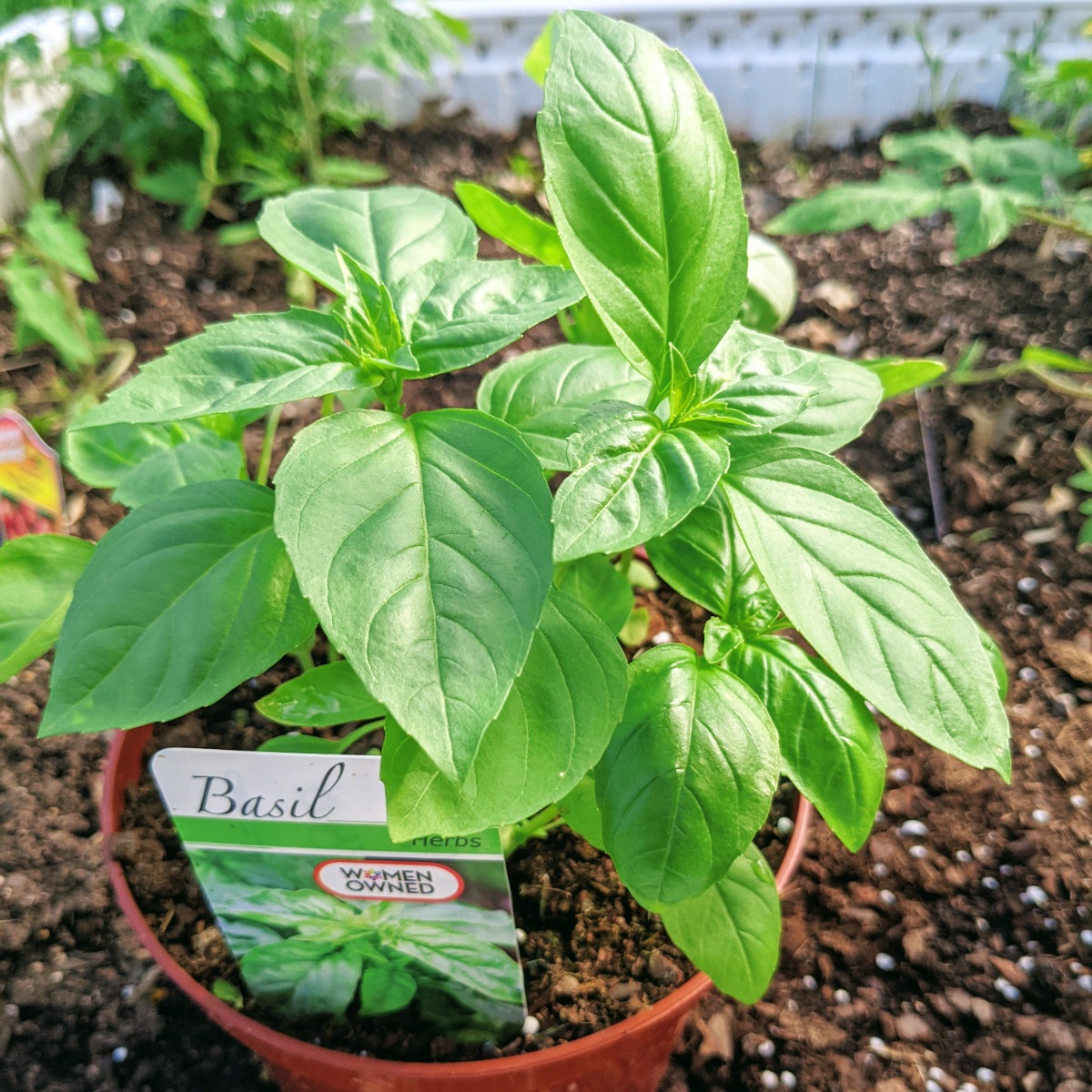 Transplanting Basil Seedlings
