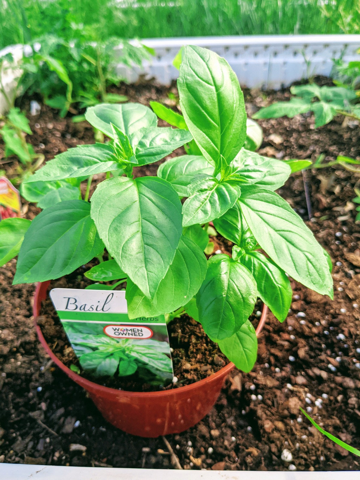 Transplanting Basil Seedlings