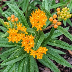 Transplanting Milkweed Seedlings, Starts, & Reseeded Volunteers