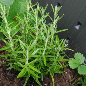 Transplanting Rosemary into the Garden: How to Transplant Rosemary