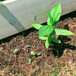 Zinnia Sprouts – What Does a Zinnia Seedling Look Like?