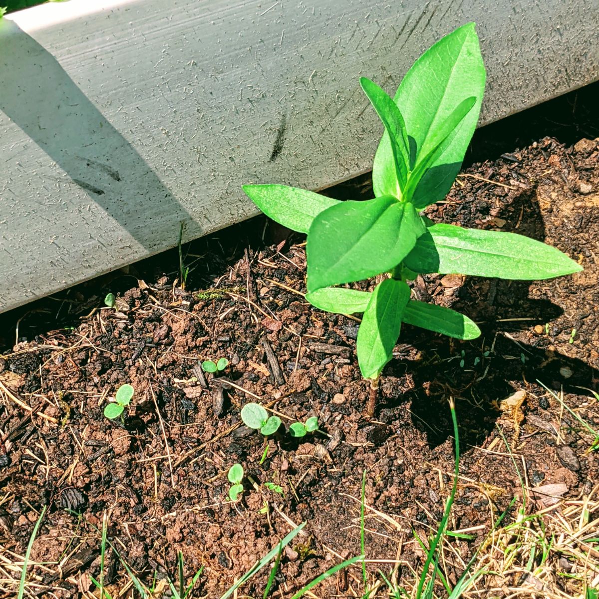 Zinnia sprouts and zinnia seedling growing side-by-side