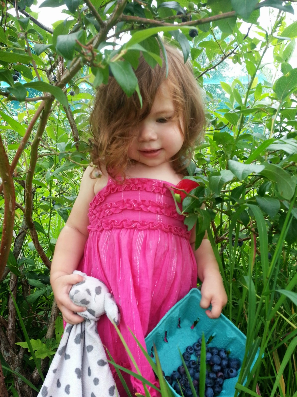 Young toddler picking blueberries under blueberry netting