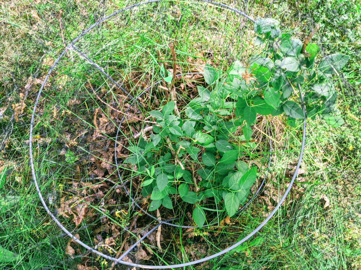 Wide tomato cage for protecting blueberries