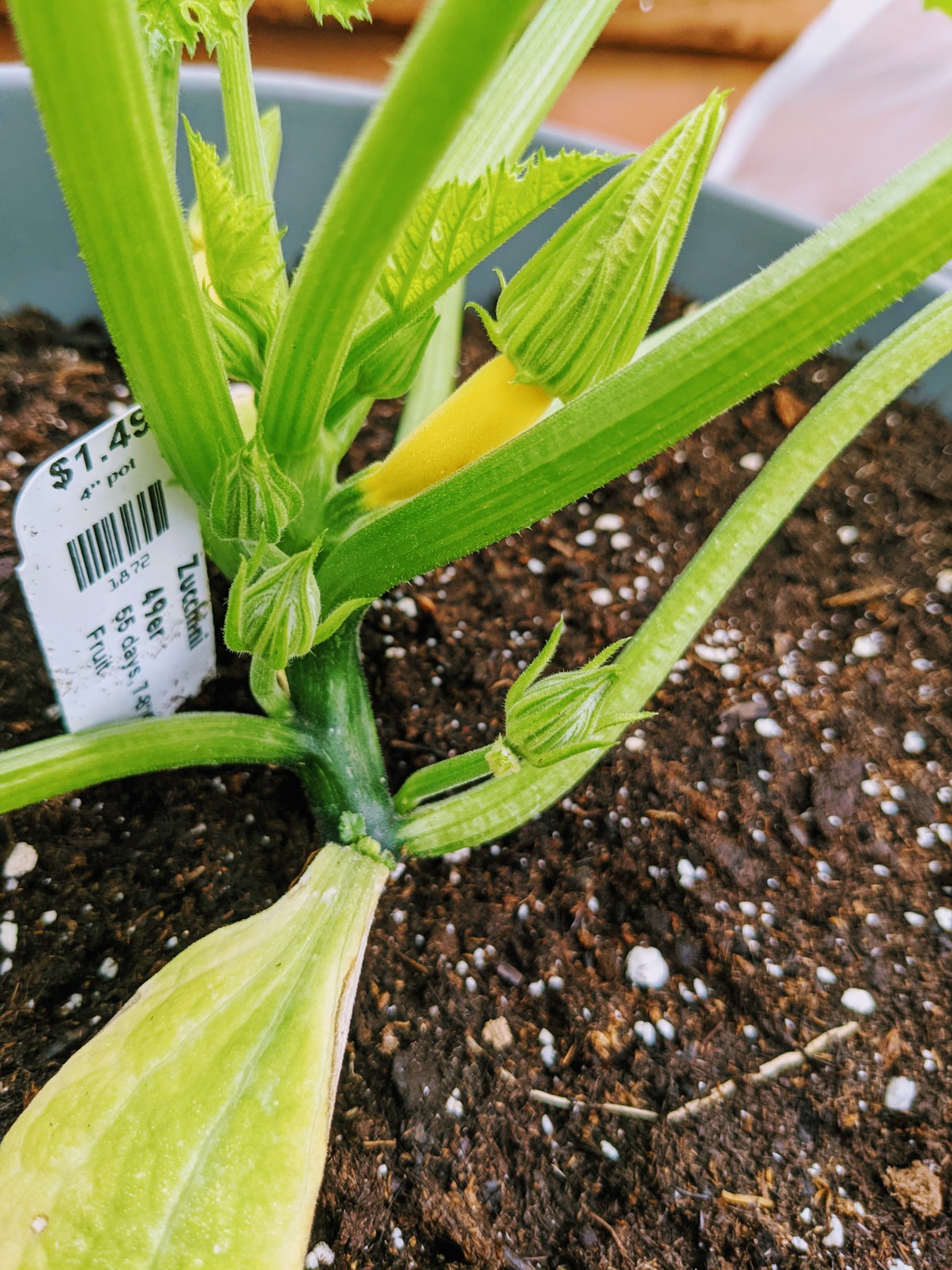 Young Golden Zucchini Plant