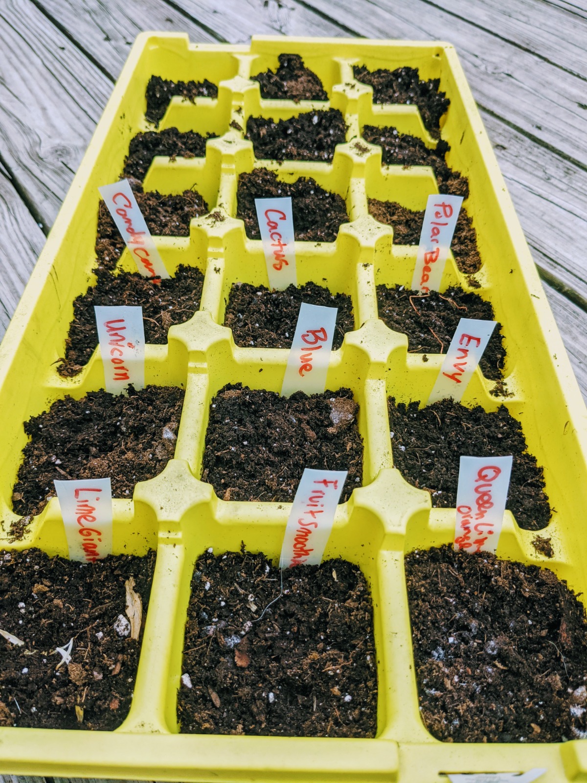 Zinnia Seedling Plant Tags in Use