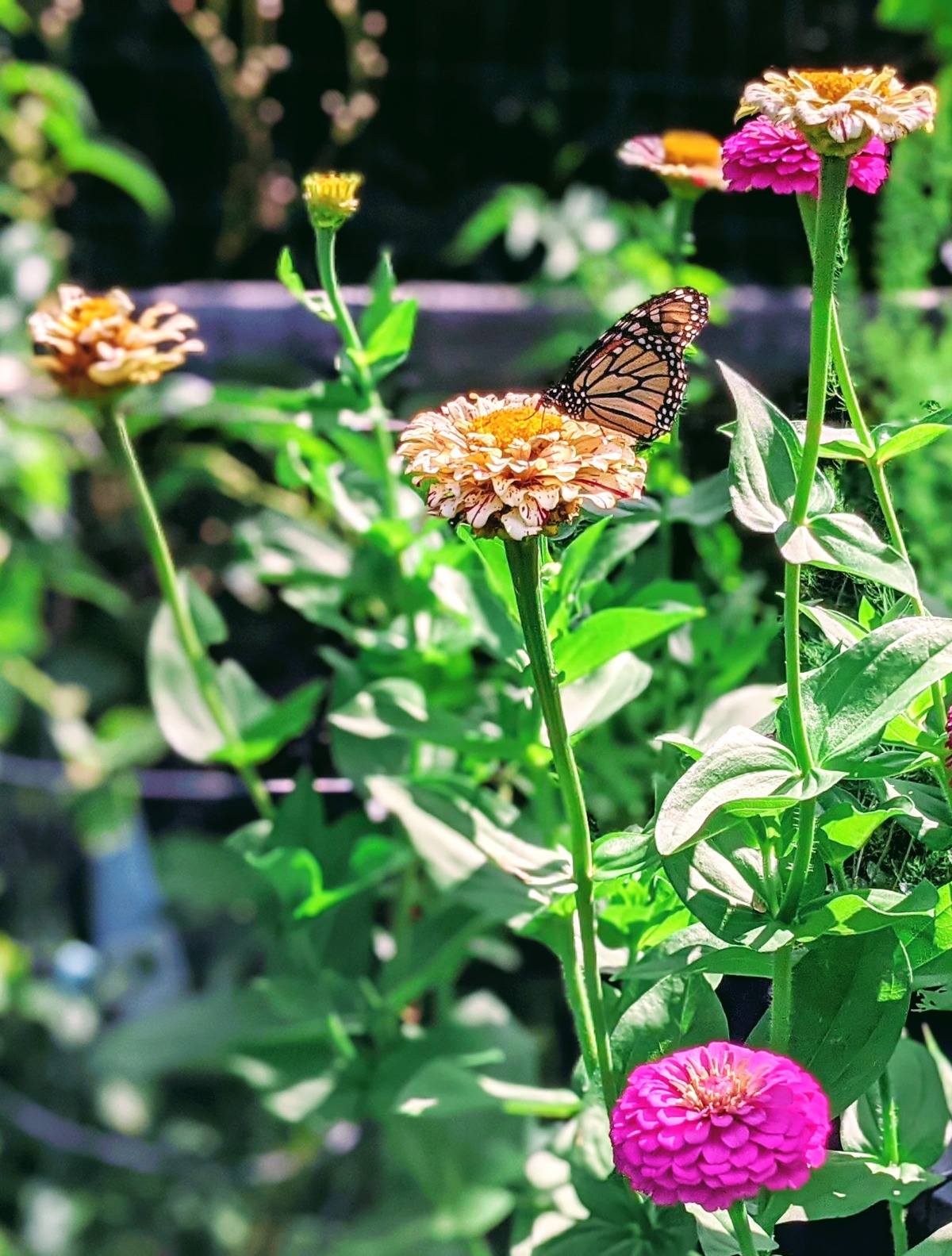 Monarch butterfly sipping nectar from red and white striped zinnia in our 2021 garden