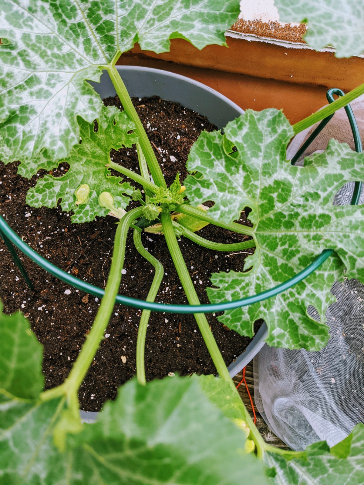 Zucchini plant support - half cage