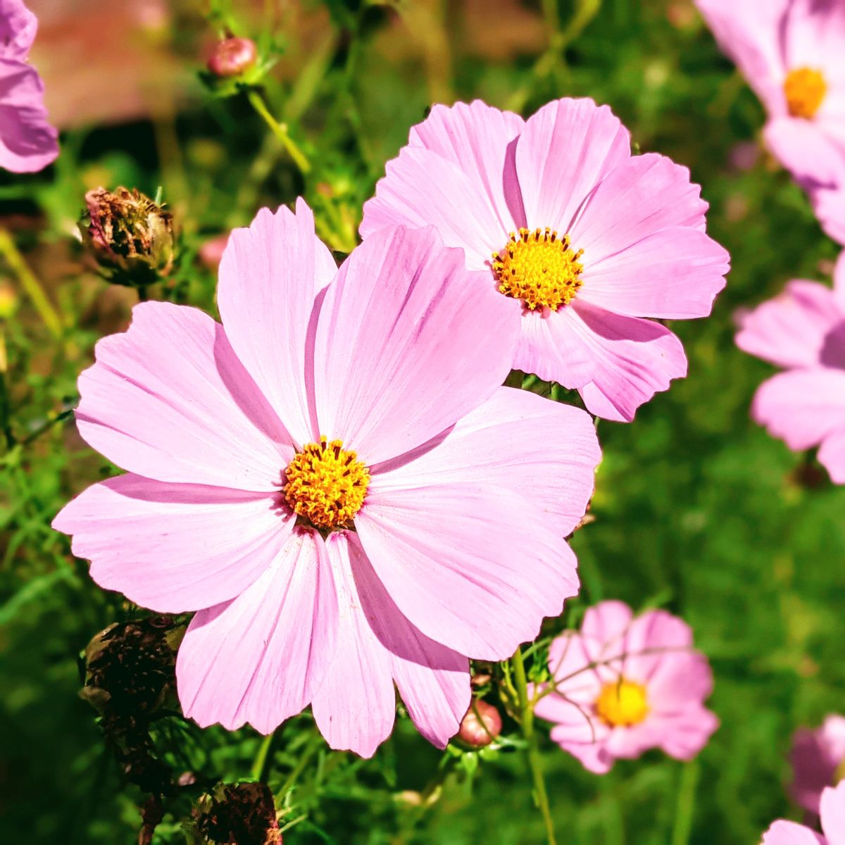 Pale purple pink cosmos - are cosmos perennials?