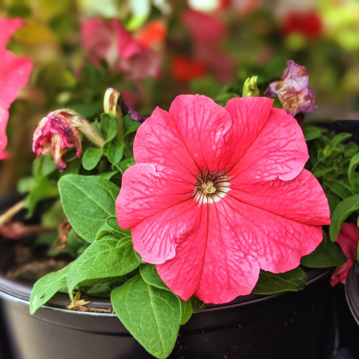 Coral pink petunia flower in a pot