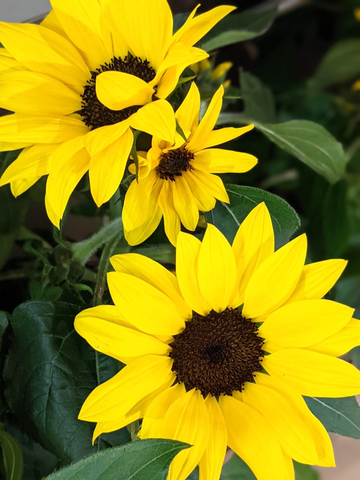 Closeup of dwarf sunflower blossoms