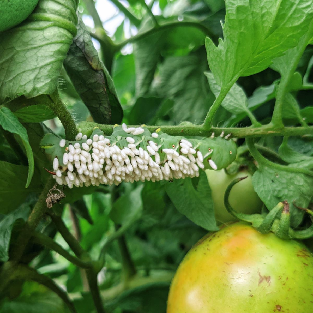 Closeup of Tomato Worm after parasitic wasp got to it