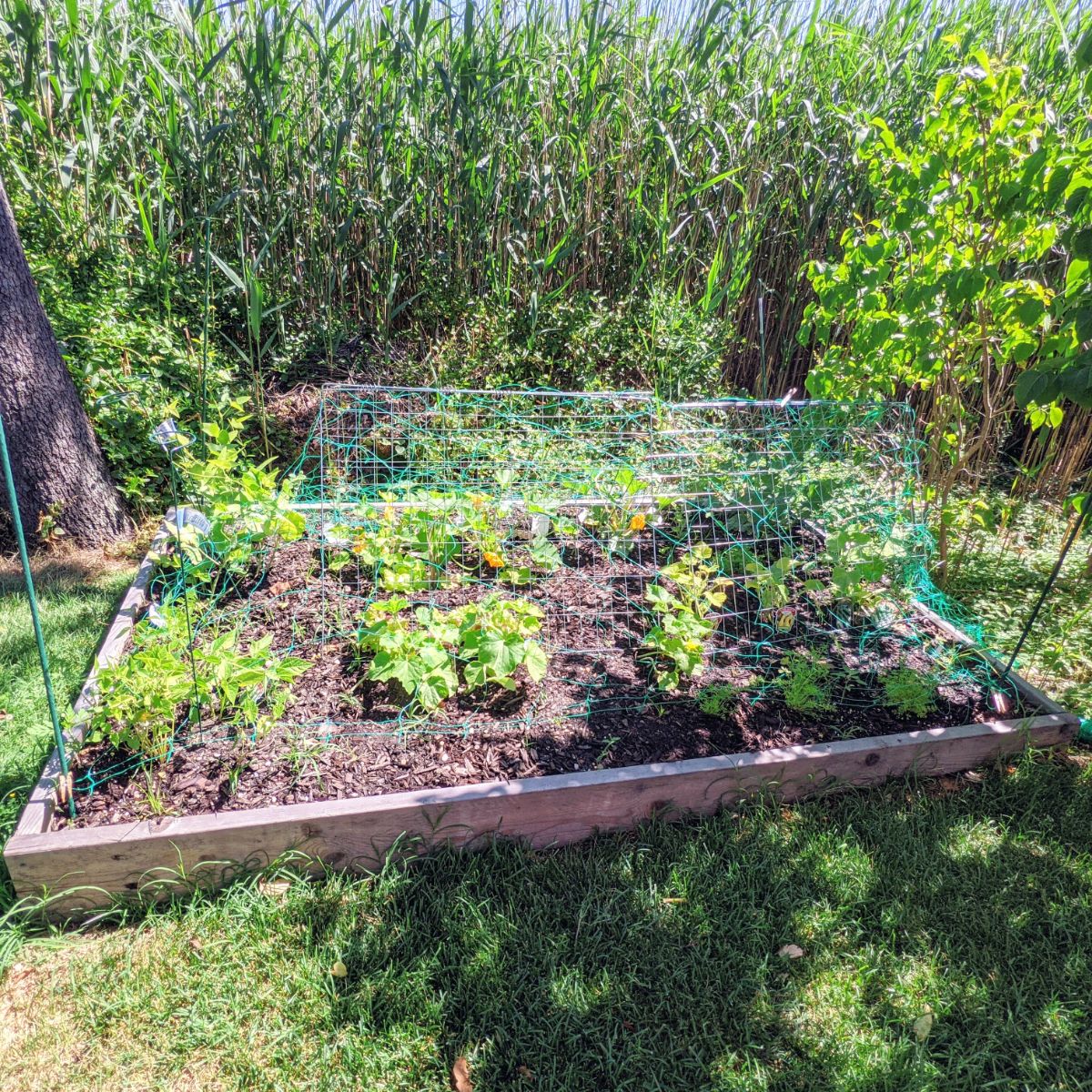 Finished raised garden bed