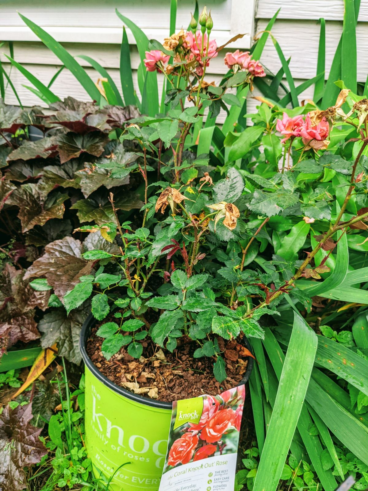 Coral Knockout rose bush in a container, needing to be deadheaded