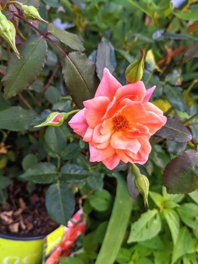 Deadheading Knockout Roses Dropdead Summer Blooms Bunny's