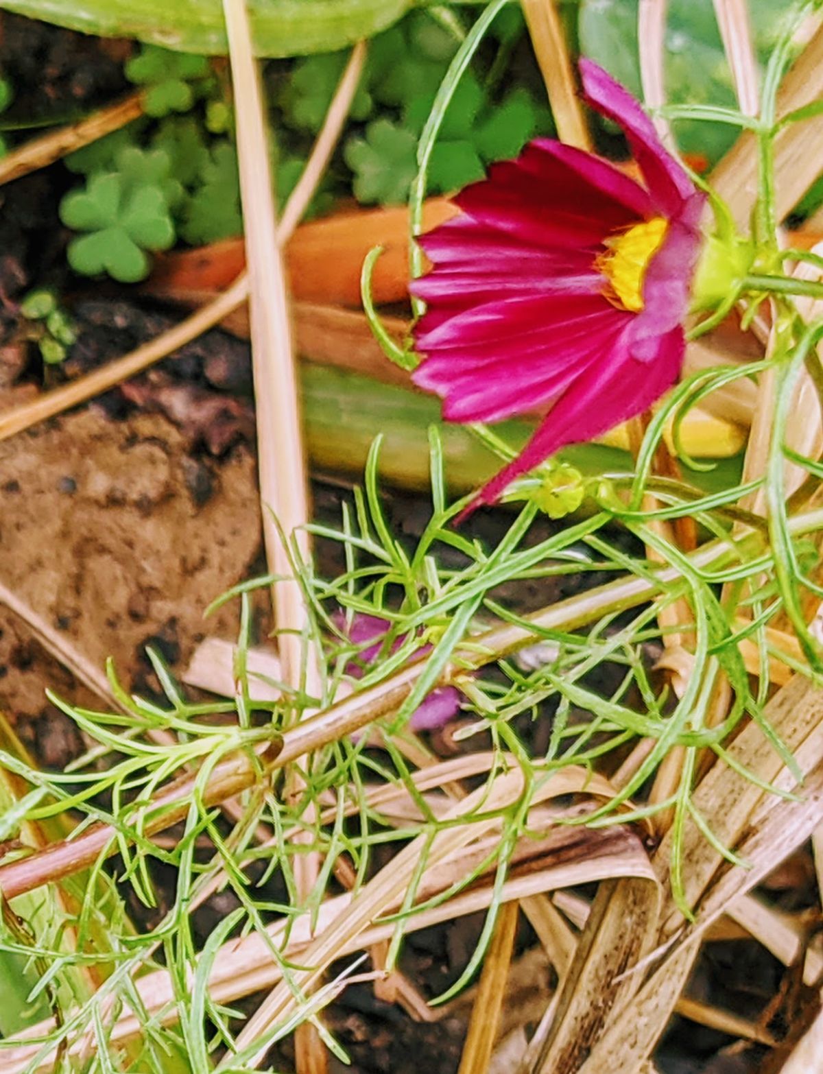 Side profile of a cosmos flower