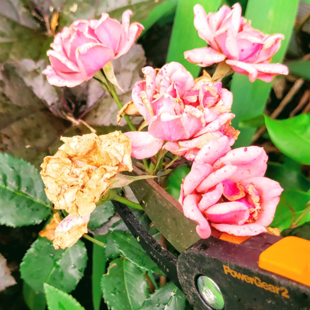 Deadheading knockout roses is easy and produces amazing results!