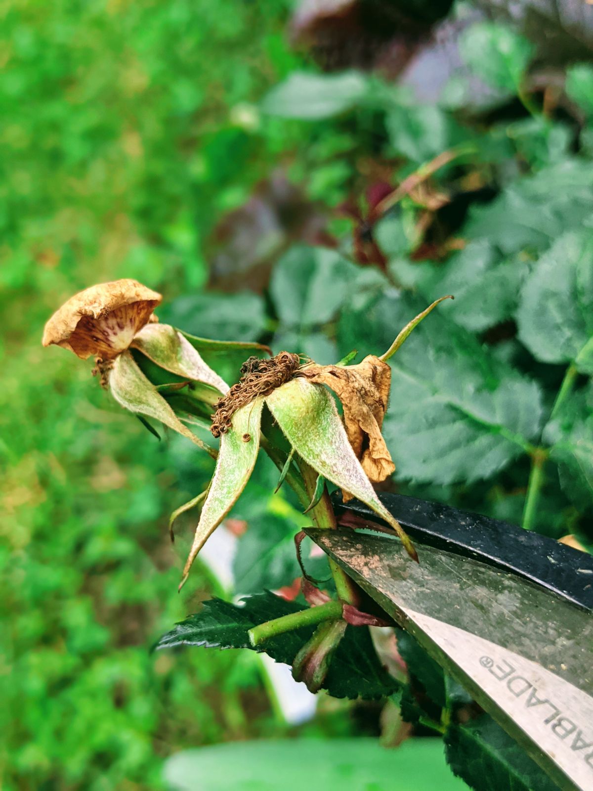 Deadheading rosehips off knockout rose bushes