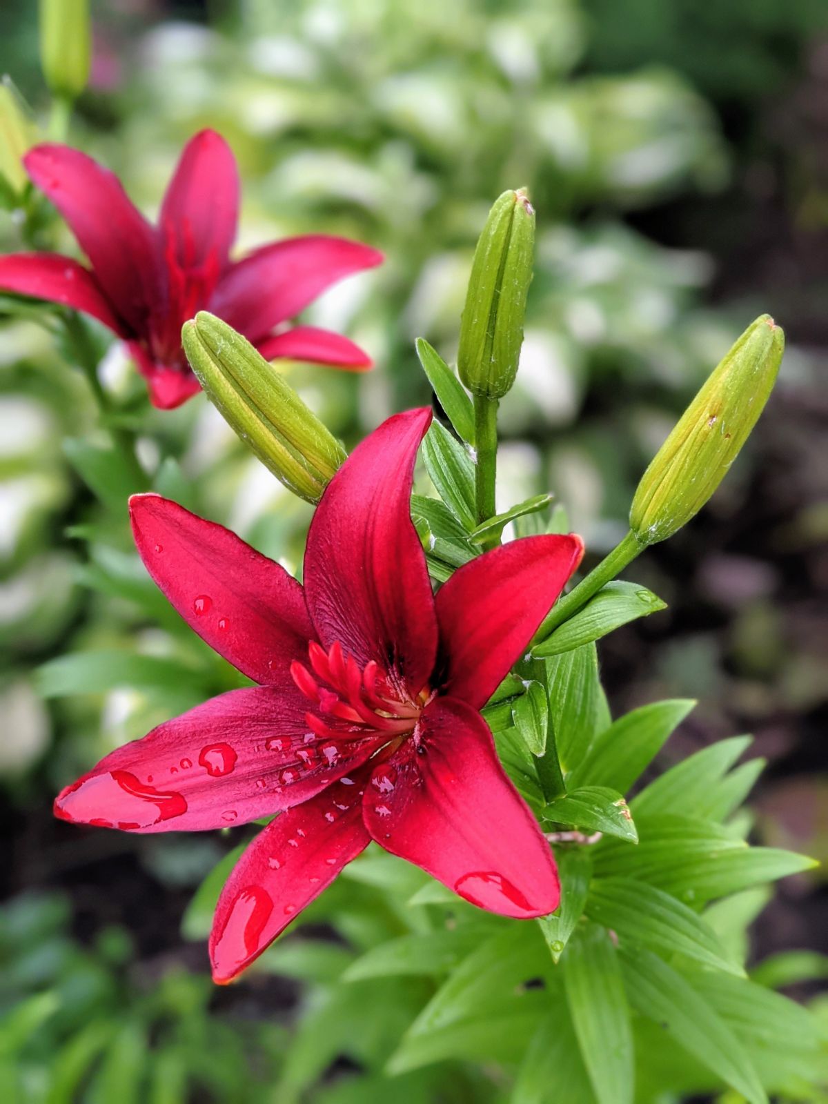 Gorgeous red lilies that grew in size from last year