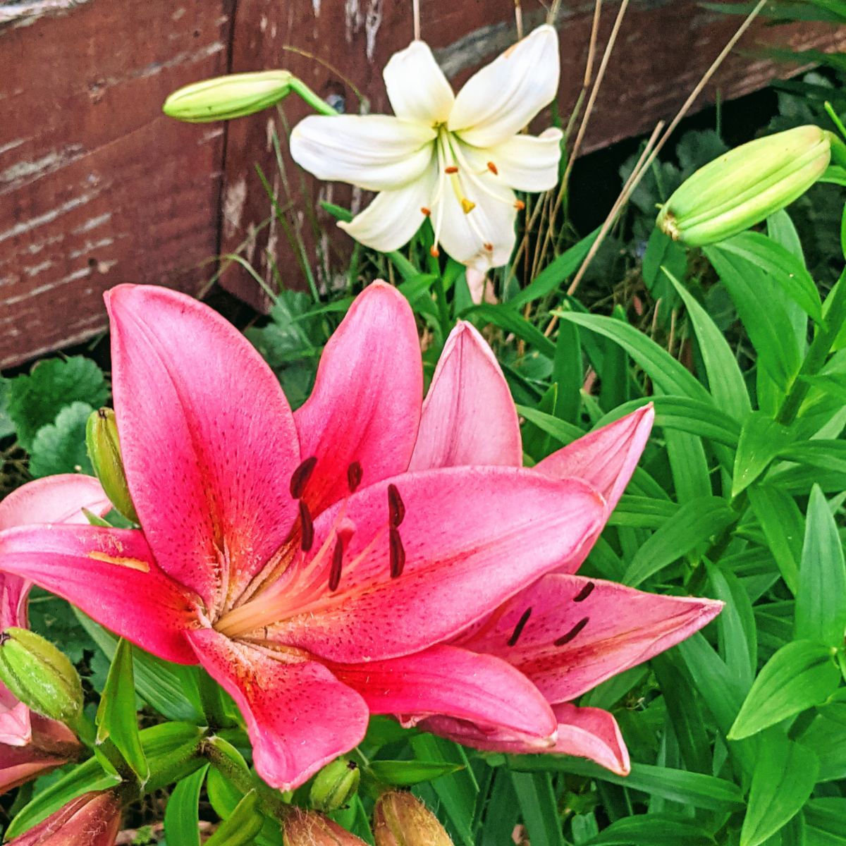 Pink and white Asiatic lilies planted near a wooden deck