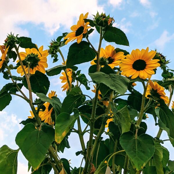 Growing Dwarf Sunflowers - Short Sunflowers under a blue sky with white clouds
