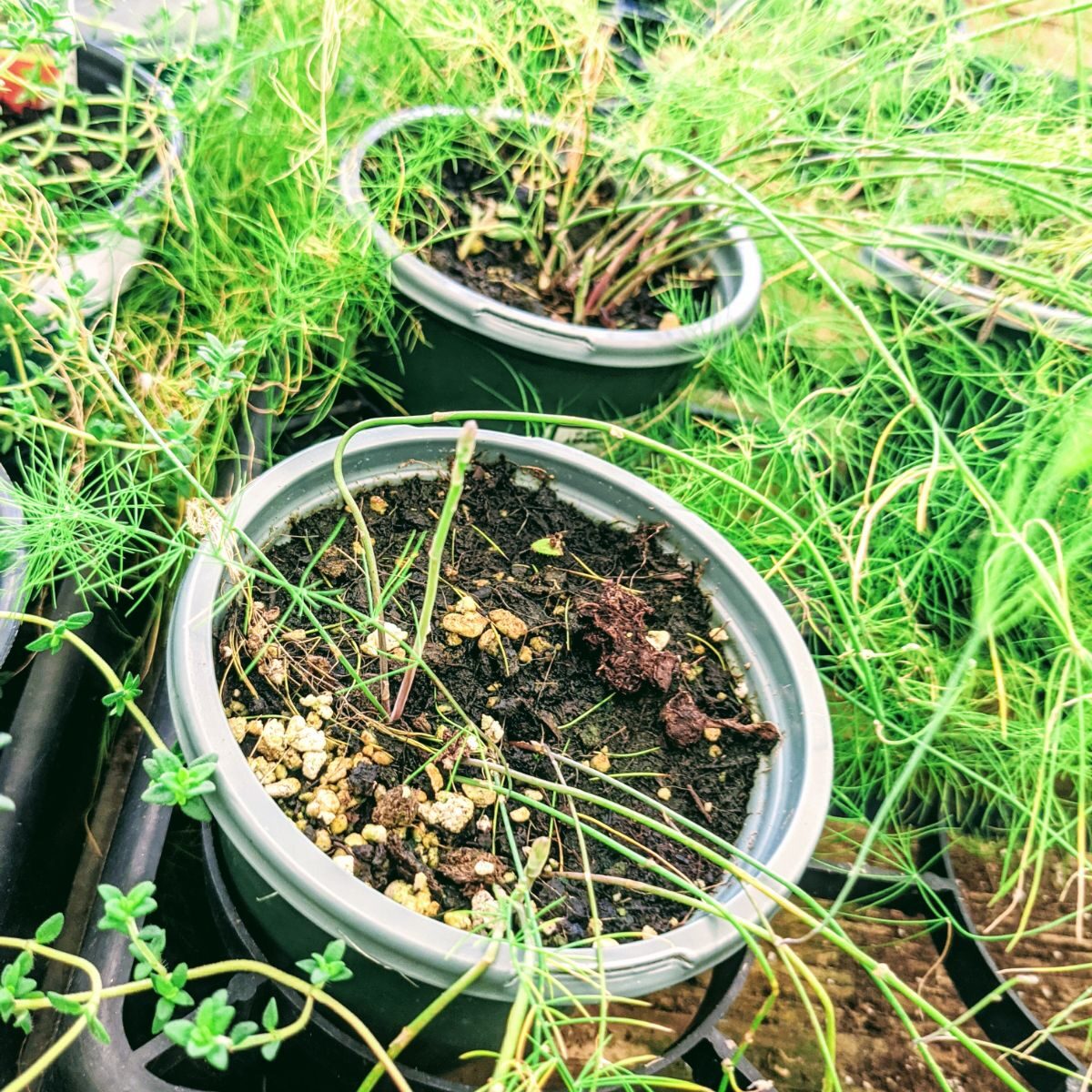 Growing asparagus from seed in pots