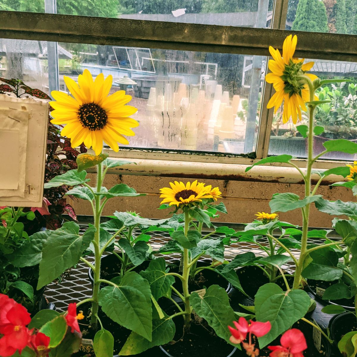 Dwarf sunflower plants in a greenhouse near a window